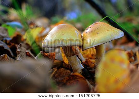 poisonous mushrooms on a yellow background autumn colors