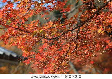 Autumn Leaves Of Jojakuko-ji Temple
