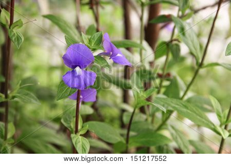 Purple Brazilian snapdragon beautiful flowers Select focus with shallow depth of field Otacanthus caeruleus Lindl Blue Hawaii bush.