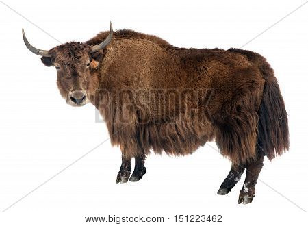 brown yak (Bos mutus) isolated on white background