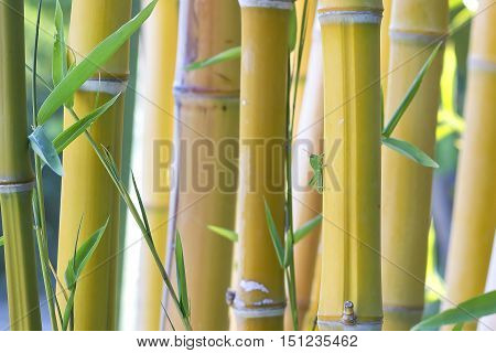 Background image of bamboo internodes with a small green grasshopper.