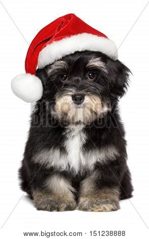 Cute sitting Bichon Havanese puppy dog wearing a retouched Christmas - Santa hat. Isolated on a white background