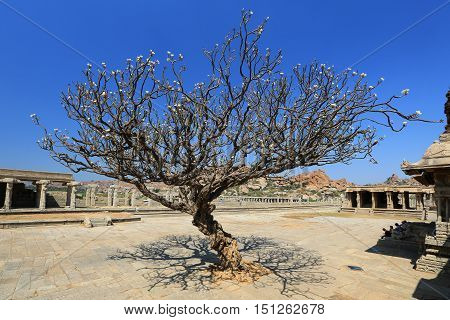fansypansy tree at Vitthala Temple in Hampi Karnataka state India.