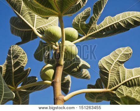 tree branch with green leaves and fruits green Fig