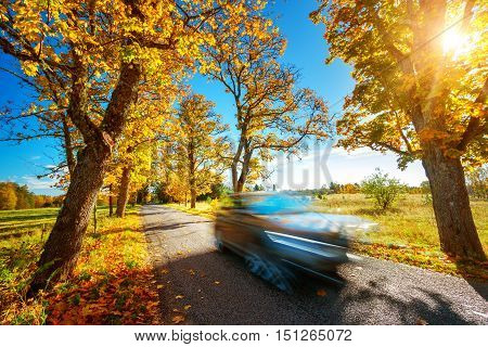 Car on asphalt road on autumnr day at park