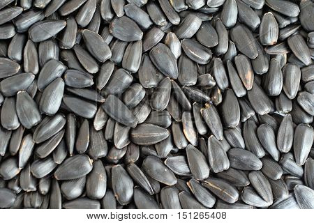 Close up sunflower seeds texture for background