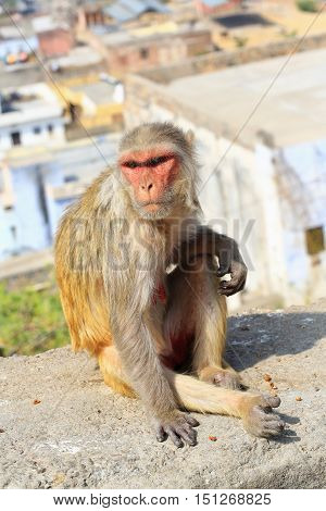 India Rajasthan Jaipur indian infant Macaque monkeys taken in Galata