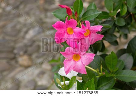 Closeup of Mandevilla, Rocktrumpet flowers with pink petals and yellow center blooming in Italy