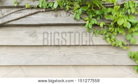 Wood and leaf background concept - green plants on wood wall background