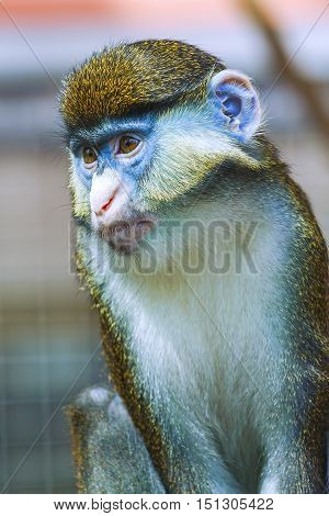 animal monkey portrait Cercopithecus. He sits thoughtfully.