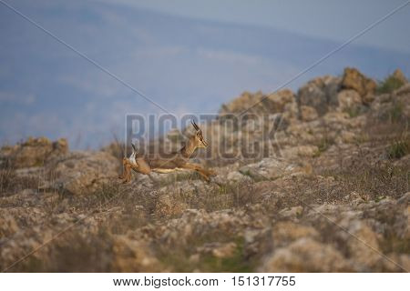 Mountain Gazelles are found in Amanos Mountains near Hatay İn Turkey.