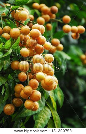 The chinese wampee fruit closeup in summer
