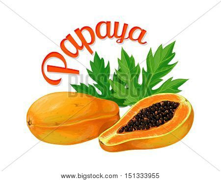Papaya. Vector illustration made in a realistic style. Isolated on white background.