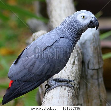 side view of Congo African Gray parrot perching on a log, aviary near Songkhla, Thailand
