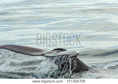 Tail of humpback whale in the Pacific Ocean. Water area near Kamchatka Peninsula.