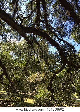 Southern live oak trees in Audubon Park in New Orleans
