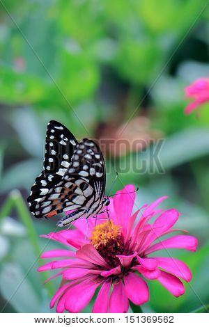 one lime butterfly on a mexican sunflower