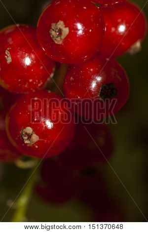 red currant berries ripening on the schrub