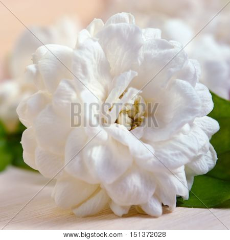 Jasmine Flower On Wooden Board Background