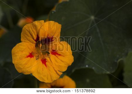 a bright yellow flower of a cress plant