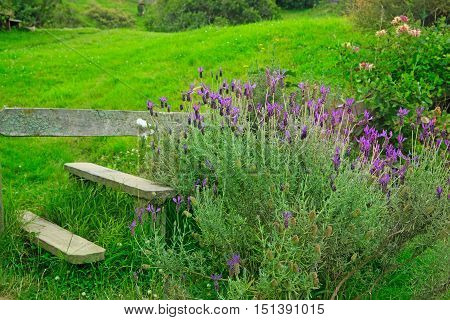 Matamata, New Zealand - January 15, 2015: View Of Small Wooden Bench With Flowers In Hobbiton Movie