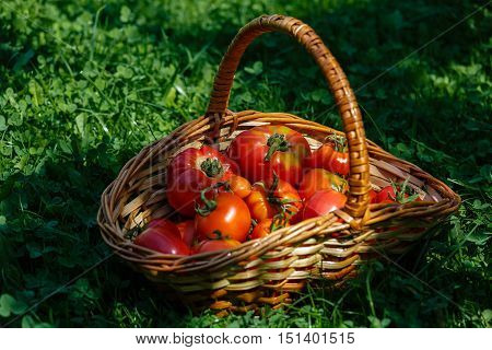 Basket with resh tomatoes gathered in a vegetable garden