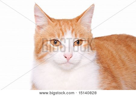 Gato vermelho