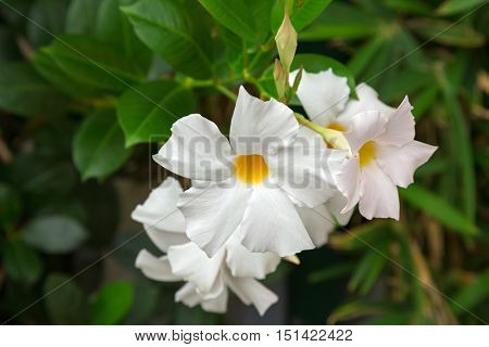 Closeup of Mandevilla, Rocktrumpet flowers with white petals and yellow center blooming in Italy