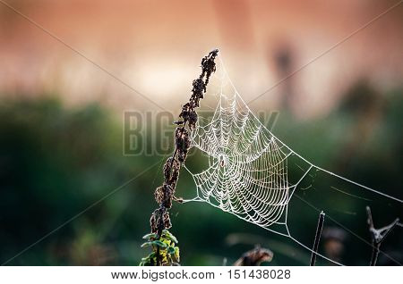 Cobweb spider web in hoarfrost at morning. Spiderweb in the autumn forest. Ice on the spider's web.