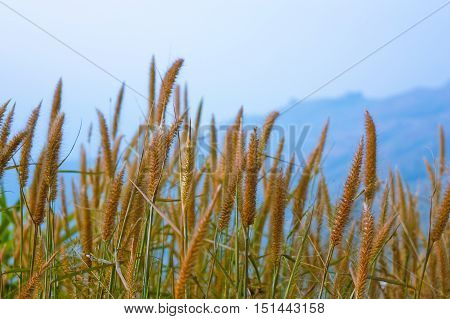 Yellow Timothy Grass Vintage with Mountain Background
