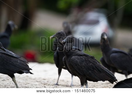 Vultures On The Beach