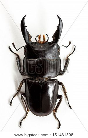 Stag Beetle (dorcus Titanus) Top View