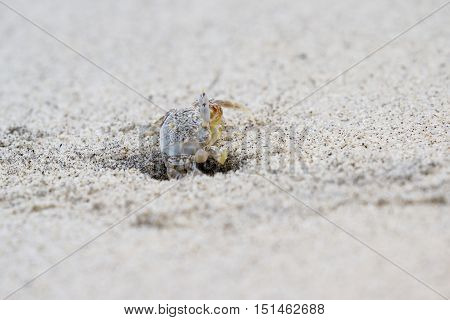Horned Ghost Crab