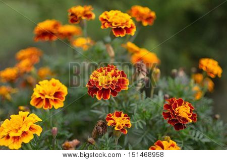 Close-up image of the yellow and red flowers