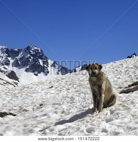 Dog In Snow Mountains At Sun Spring Day