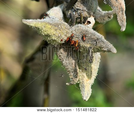 Large milkweed bugs on a common milkweed pod
