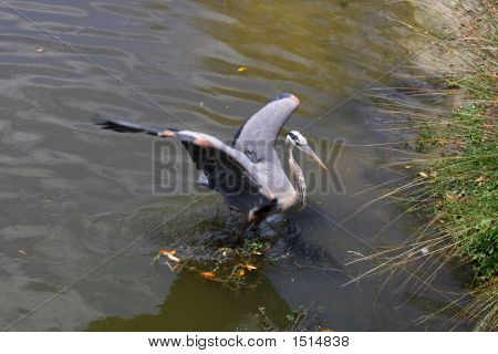 Přistání Heron