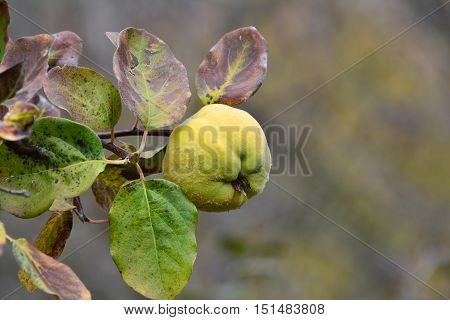 One ripe organic quince on twig with leaves in autumn colors
