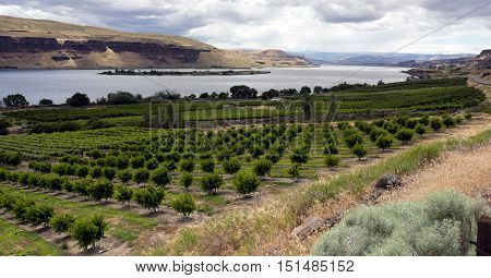 An abundance of food is grown in the Columbia River Basin