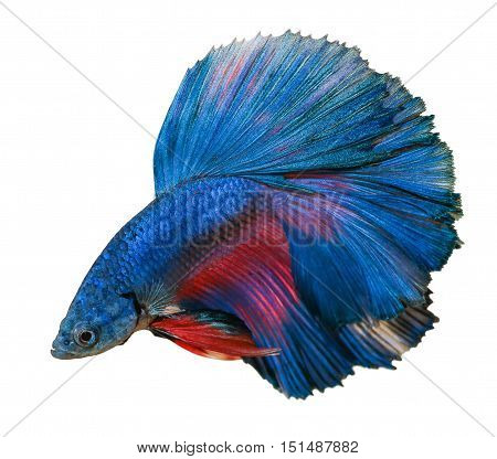 betta fish isolated on white background. Betta fish, siamese fighting fish, betta splendens isolated on white background
