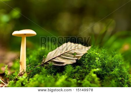 Mushroom