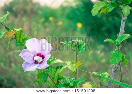 Rose of Sharon, Korea's national flower, with stem and leaves and a soft blurred background.