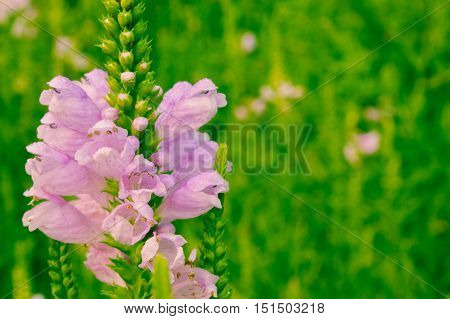 Single lilac flower with a soft green background