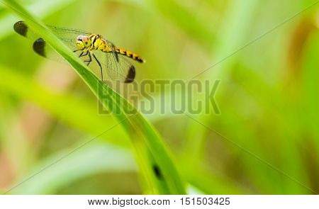 Closeup of a yellow dragonfly on the leaf of a plant with a soft blurred background