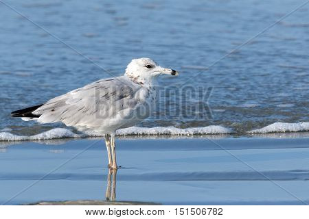 Single seagull standing in the shallow ocean water at the beach