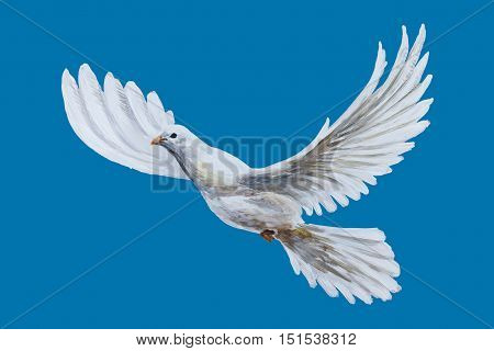 A free flying white dove on blue bascground