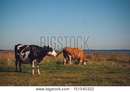 Cows Grazing On Green Meadow At Sunny Day