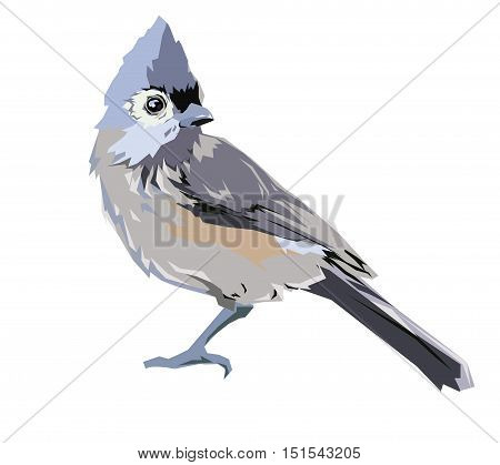 wildlife, bird, vector, illustration. Tufted titmouse bird Vector Illustration. 