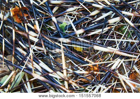 porcupine quills randomly scattered on the ground. View from above