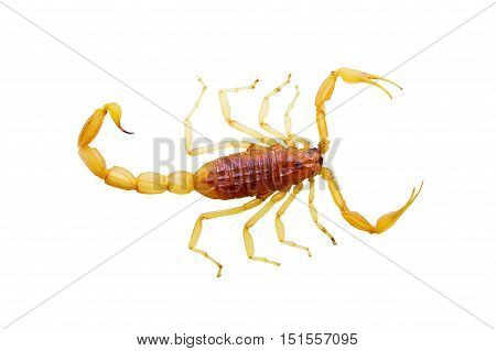 Yellow scorpion on top, carved on a white background.